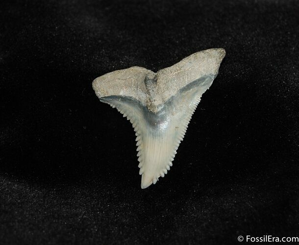 Perfect Hemipristis Shark Fossil - Large #202